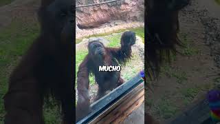 Este Orangután Es Muy Inteligente😮 shorts [upl. by Eednyl]