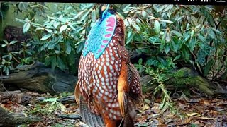 Temmincks tragopan pheasant courtship in garden🦃viral ytshortsshortvideo entertainmenttrending [upl. by Robbin]