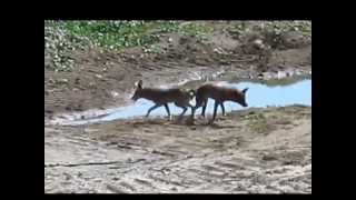 Mating Coyotes Become Stuck Litterally Inseparable [upl. by Whyte970]