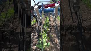 Tine Weeding Organic Soybeans With Hatzenbichler Air Flow Tine Weeder In Row View [upl. by Niatsirk]