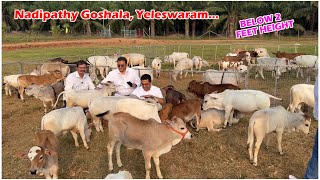 Micro mini cows in our farm below 1 feet height  Dr P Krishnam Raju created breed  miniature [upl. by Emmi450]