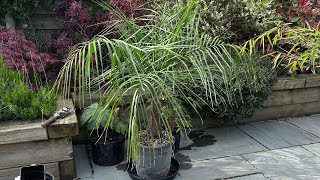 Tropical Garden UK Spring Plant Purchases Rare Hybrid Palm [upl. by Ursala]