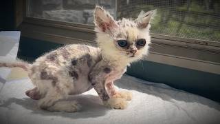 The miraculous transformation of a kitten that looks like an alien  you must see it until the end [upl. by Previdi]