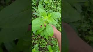 Tulsi or Tulasi plant  holy basil  Ocimum tenuiflorum [upl. by Dnomra]