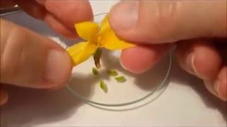 Une dissection de fleur de Forsythia [upl. by Meenen586]