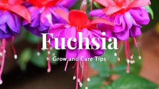 Fuchsia Grow and Care Tips [upl. by Delmer]