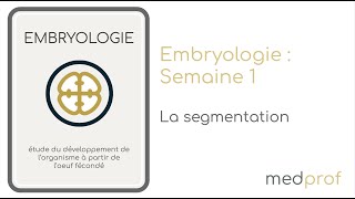 EMBRYO  La segmentation [upl. by Shotton]