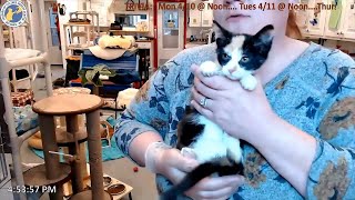 Kitty updates plus 4 new kittens 20230408  Friends of Felines Rescue Center FFRC [upl. by Rowley]