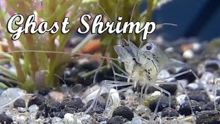 Ghost Shrimp [upl. by Tatum]