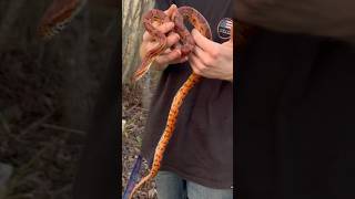 finding bright orange snakes under trash [upl. by Rheba637]