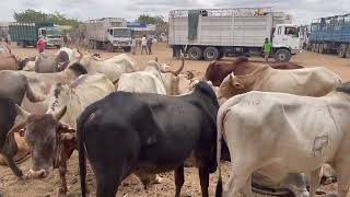 Maalinta Arbaca Suuqa Xoolaha ee Garissa Maxaa ka Soconayaa iyo Waxyaabo Cajiib Ah Oo aan Soo Arkay [upl. by Jeb]