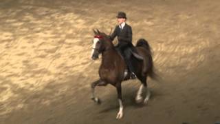 BIg E Saddle Show 15  Saddlebred Park Championship  Nut Guilty [upl. by Aryl]