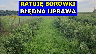 Ratuję Borówki Uprawa Borówek Zagrożona Plantacja Borówki Błędy w Uprawie Gleba Cięcie Nawożenie [upl. by Mehitable]