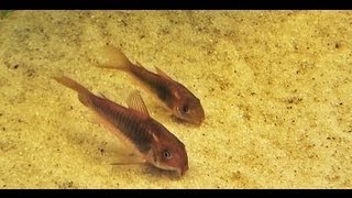 Metallpanzerwelse  Zucht und Pflege von Corydoras aeneus [upl. by Dukie]