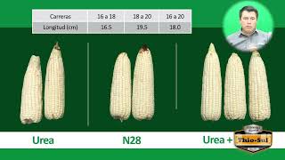 N28 UAN32 estabilizado con ThioSul para reducir perdidas por volatilización [upl. by Marcie]