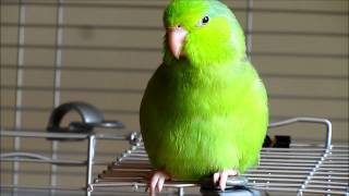 Valentino the Singing Parrotlet [upl. by Nodyroc889]