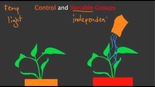 Control and Variable Groups [upl. by Edieh]