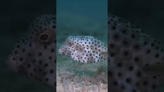 White boxfish looks at diver at Secret Bay Puerto Galera shorts diving underwater [upl. by Parthinia]