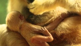 Lincoln Park Zoo Welcomes Rare WhiteCheeked Gibbon Baby [upl. by Pooh]