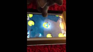 Kitten playing pocket frogs iPad [upl. by Brandon]