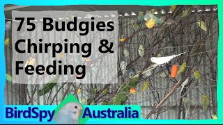 75 Budgies Chirping Singing Playing and Feeding  BirdSpyAus [upl. by Xylon]