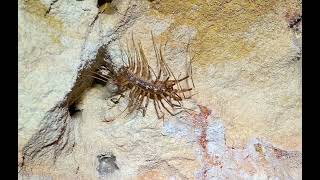 A strange centipede on the ceiling of a tunnel at The Comet [upl. by Mohl]