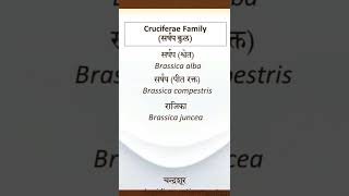 Cruciferae Family सर्षप कुल Latin names Dravyaguna aiapget [upl. by Yemerej]