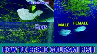 How To Breed Blue Gourami Fish  Gourami Fish Breeding [upl. by Celine]