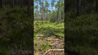 Scouting deer in the Osceola National Forest [upl. by Goodspeed780]