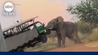 Moment an elephant attacks a safari truck filled with tourists in South Africa [upl. by Sergent]