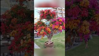 Multi grafting bougainvillea bougainvillea bougainvilleagarden grafting [upl. by Melborn]