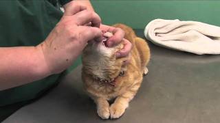 How to pill a cat [upl. by Coltin]