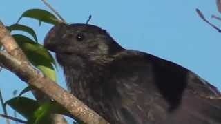 Garrapatero en el Guaviare Colombia Crotophaga [upl. by Coniah360]