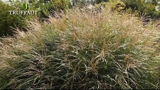 Comment planter la graminée Miscanthus  bambou de Chine   Truffaut [upl. by William]