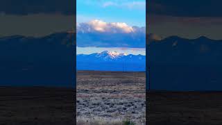 Pronghorn Antilop Antilocapra americana Utah Scenic Byway 128 🦌🏜️🇺🇸 roadtrip wildlife utah [upl. by Nadnarb]