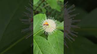 Buttonbush pollinated by bicolored pyrausta moth naturelovers pollinators insects nature [upl. by Ayahsey]