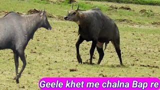 How A Big Nilgai walking in watered fild [upl. by Cran]