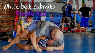 Purple belt submitted by white belt [upl. by Eterg]