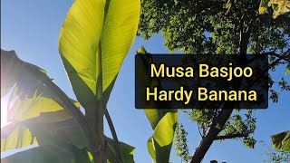 Musa Basjoo The Hardy Banana Tips for growing overwintering and pup separation [upl. by Yenruoc917]