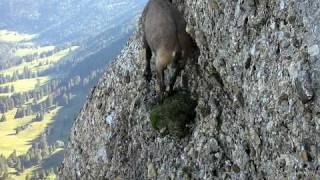 Steinbock auf dem Speer Kletterweg [upl. by Jit473]