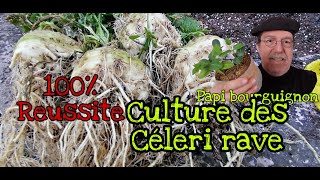 réussir celeri rave à 100 en pot ou dans le potager [upl. by Calandra]