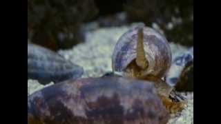 Cone Snail Conus Geographus [upl. by Eelynnhoj]