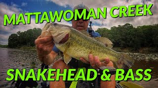 Mattawoman Creek Snakehead and Bass in the Pads [upl. by Gianina]