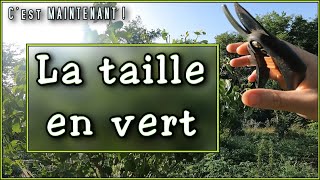 JUIN  JUILLET Taille en vert au jardin potager en permaculture  Comment tailler les fruitiers 22 [upl. by Ileana]