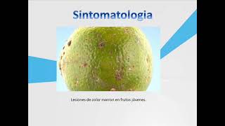 Alternaria alternata pv citri [upl. by Cleodal]