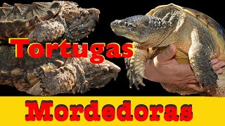 Mis Tortugas Mordedoras Todas ellas [upl. by Ensign991]