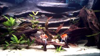 240L Amazone Biotope  Angelfish fighting [upl. by Areit]