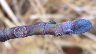 Tulip Tree Liriodendron tulipifera  buds amp leaf scar close up  December 2017 [upl. by Rupert]