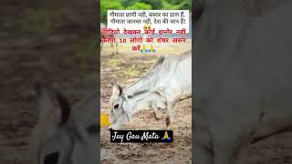 Jay Gau Mata 🙏shorts [upl. by Imoyn769]