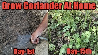 How to Grow Coriander At Home  Growing Dhania At Home [upl. by Olathe]